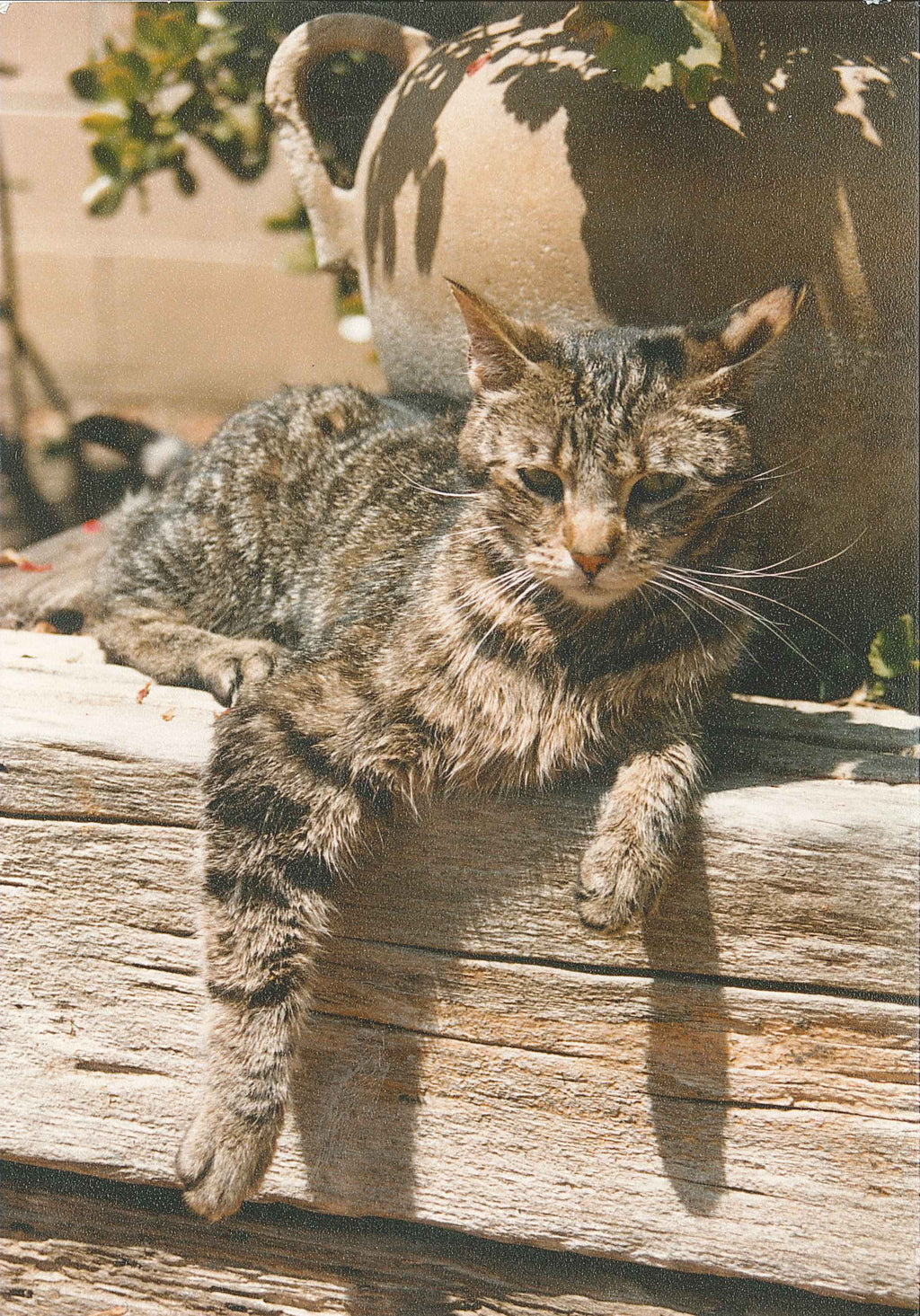 Cat Who Drank and Used Too Much