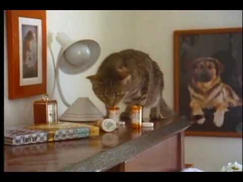 Cat Who Drank and Used Too Much